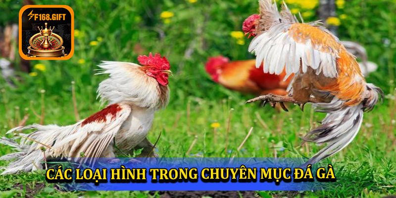 Các loại hình trong chuyên mục đá gà F168